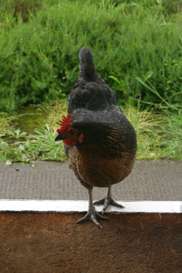 Chicken arriving at the cottage